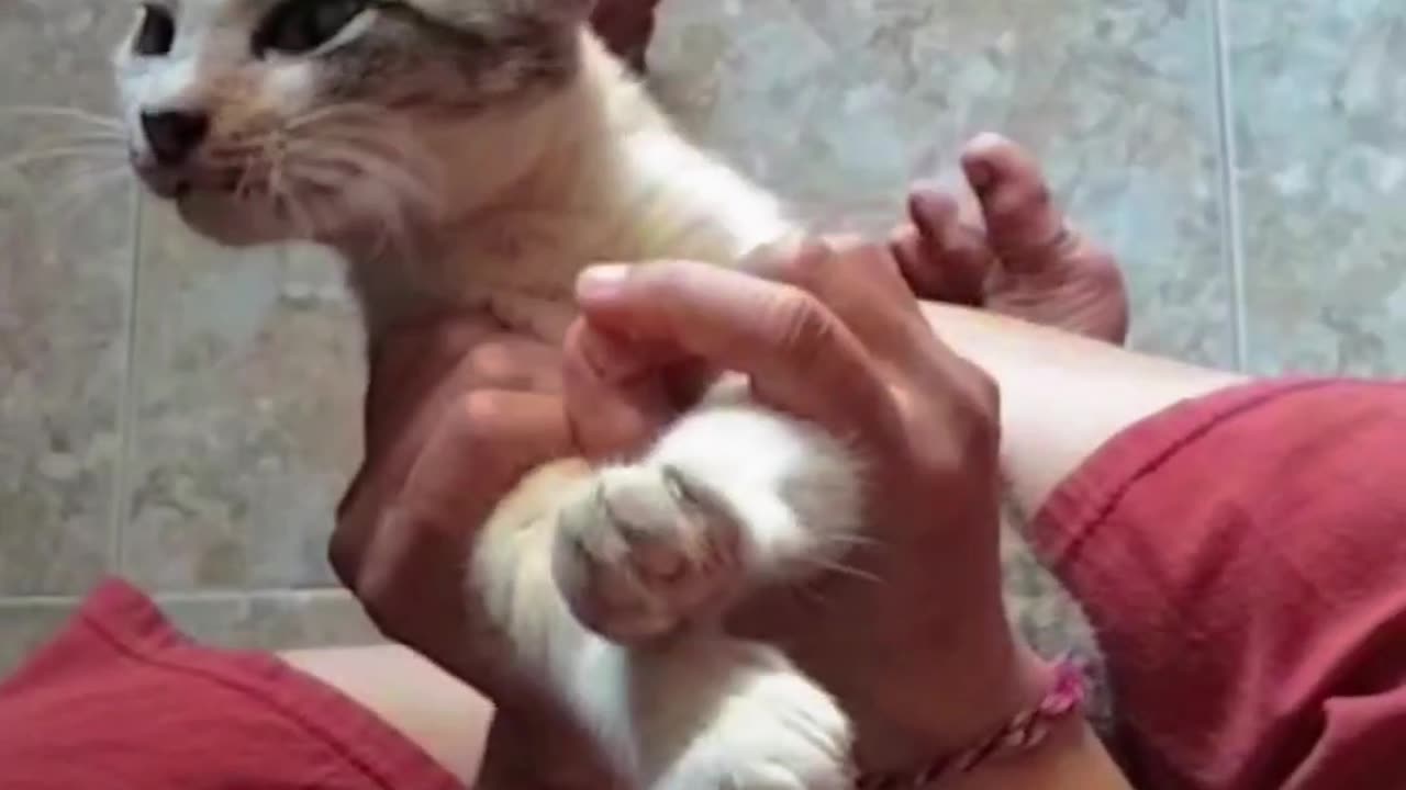 “This Cat Dances Like a Human After Hearing Music! 😂🐱💃”