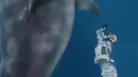 Are white sharks as deadly to humans as we imagine