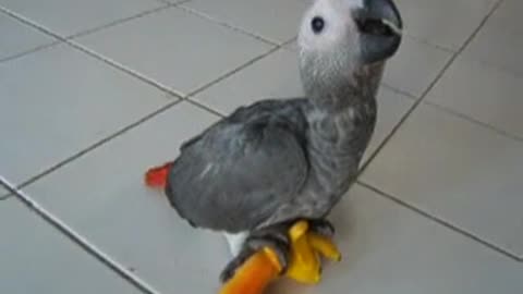 Baby African Grey Parrot Playing With Toy