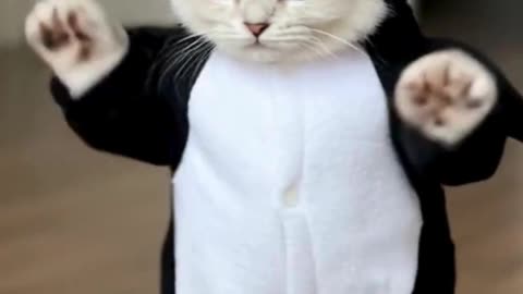 Penguin Cat Dancing #cat #dancingcat #petdance #dancingpets #catdancer #dance #funny #penguin