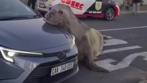 Huge Harbor Seal Just Taking Over the City
