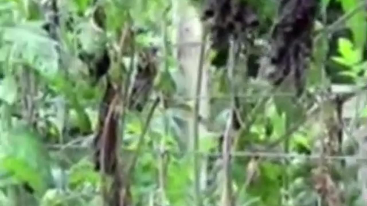 Purple Tomatoes