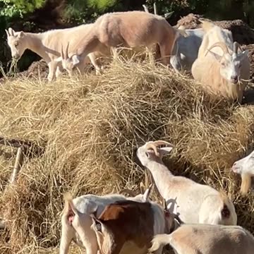 New Hay is GOOOD Hay!!!