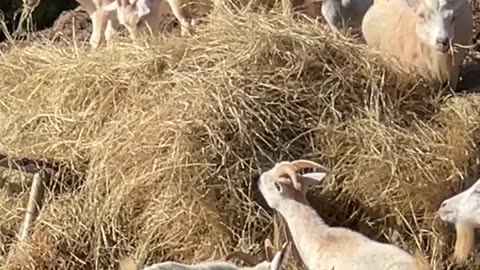 New Hay is GOOOD Hay!!!