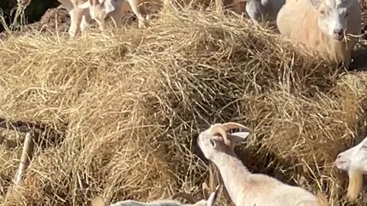 New Hay is GOOOD Hay!!!