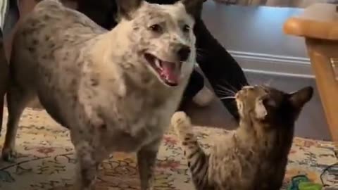 Pet Bullies