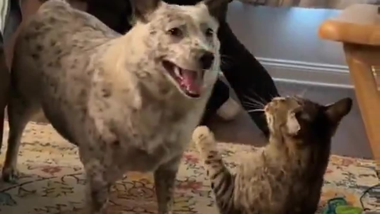 Pet Bullies
