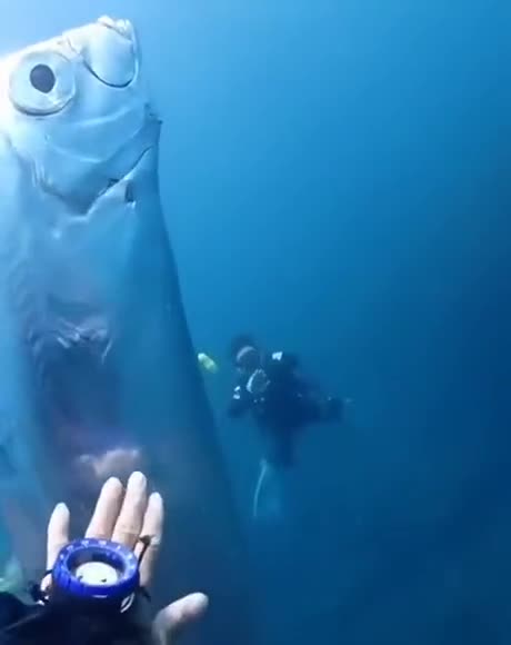 i cant believe on my ayes what i shaw🤯