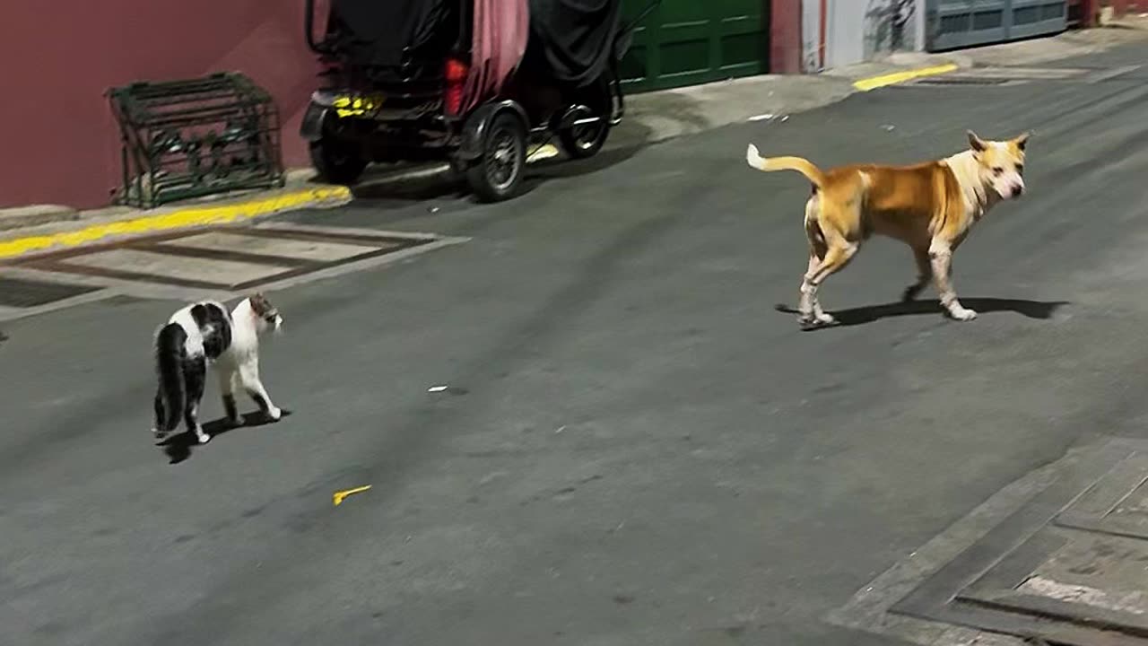 Meet the Baddest Stray Kitten on This Street Corner