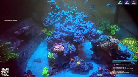 24/7 Real Live Reef Stream