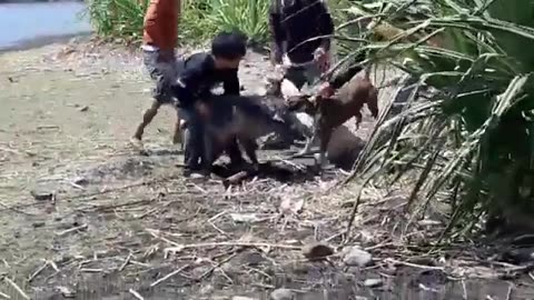 Dangerous Dogs