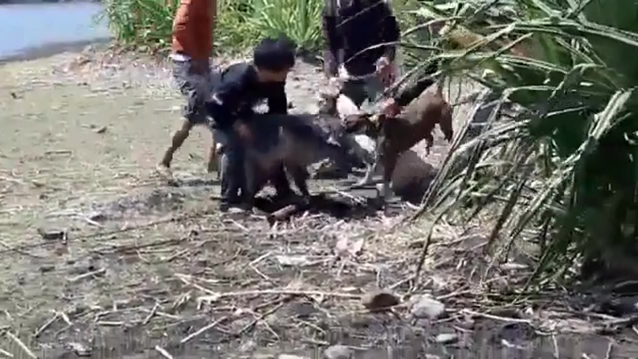 Dangerous Dogs