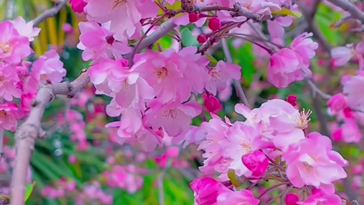 সুন্দর একটি ফুল