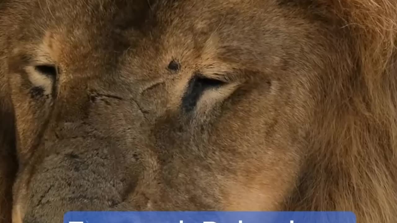 Lion Mentality Best Motivational Video