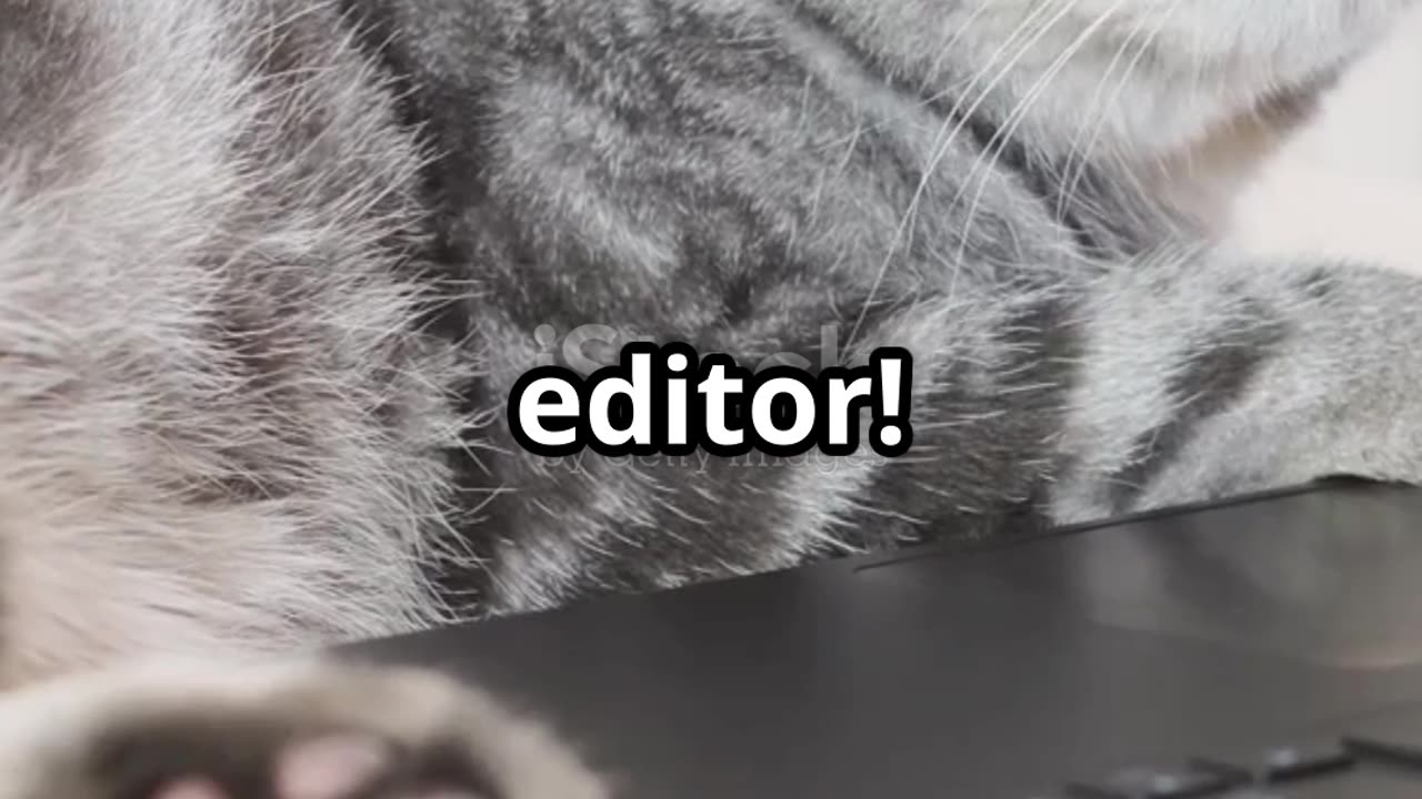 Part 3: Funny Habits of Cats and Dogs