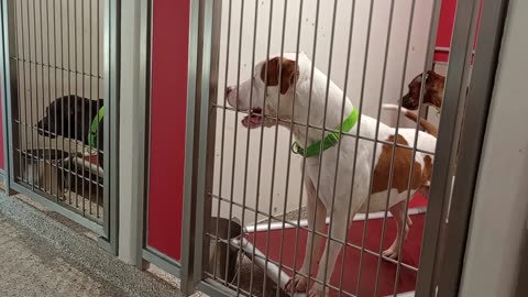 Mousse 2y A869969 kennel 162 PACC shelter he doesn't trust me fully so he kept his space20250720847