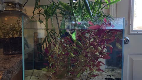 Theodore's Underwater World Easy Plant Trimming + Book Reveal