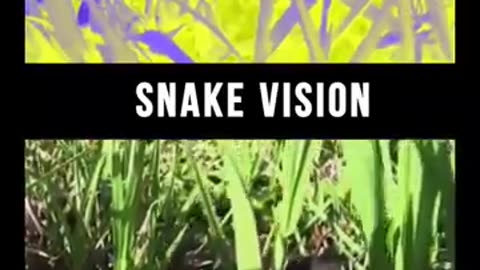Must Watch: How do animals see our world? #facts #wildlife #animalfacts