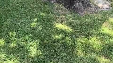 🌳😂 Tree Trimming Gone Wrong! You'll Laugh At The Chaos! | FunFM