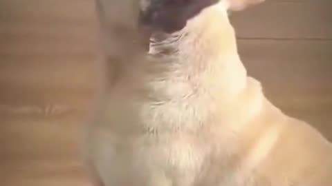 Dog's Comedy Videos 🤣 so cute videos 😍 funny videos 🤣