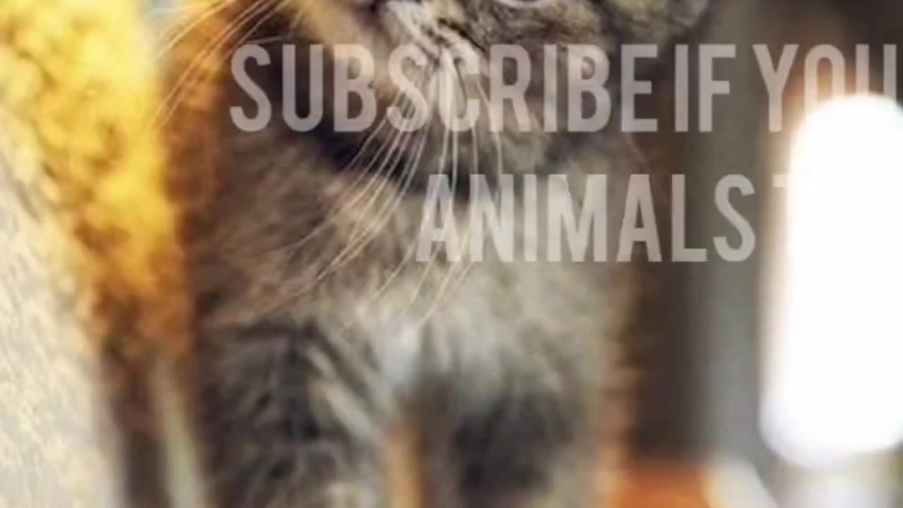Feline Fun Unleashed | Laugh and Melt π±π₯