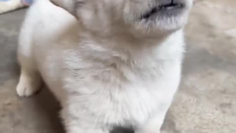 Angry puppy