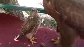 The falcon thinks the eagle is his mother and asks the eagle to feed him
