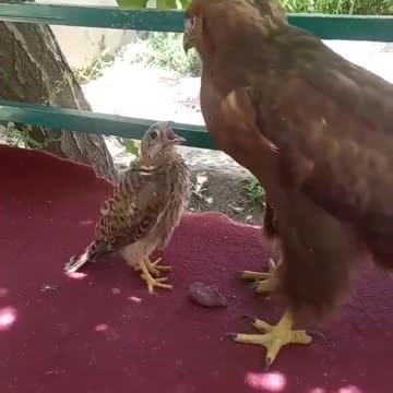 The falcon thinks the eagle is his mother and asks the eagle to feed him