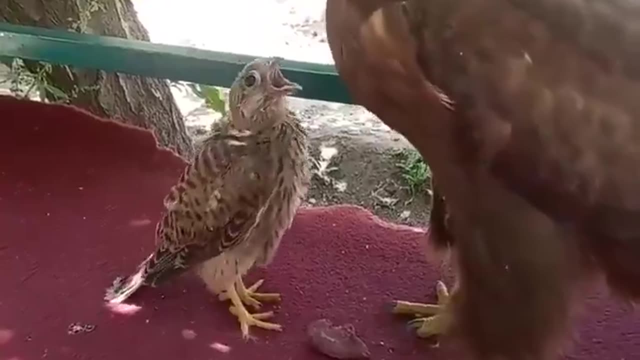 The falcon thinks the eagle is his mother and asks the eagle to feed him