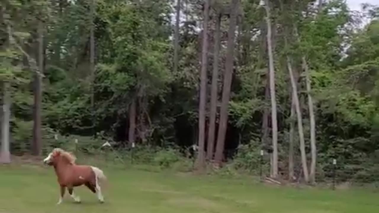 More Mini Zoomies
