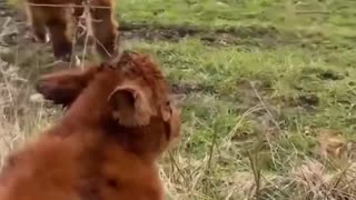 Woe Day 81. I am in the ark. Waiting for GOD to open the Door for a spring/summer Pentecost rapture