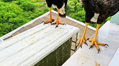 This bird flew to my window to beg for food and then this happened