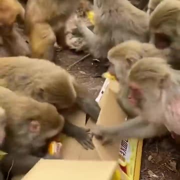 Wow Monkey 🐒🐒🤭😂