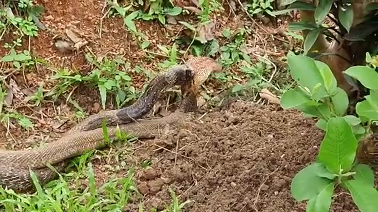 Snake Mating