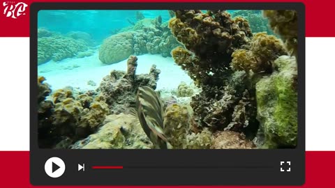 195 FACTS about ALL COUNTRIES AUSTRALIA and OCEANIA
