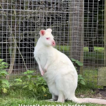 White kangaroo found