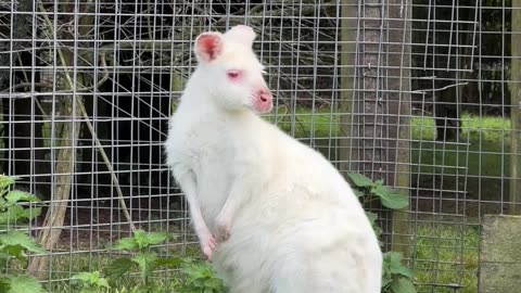 White kangaroo found