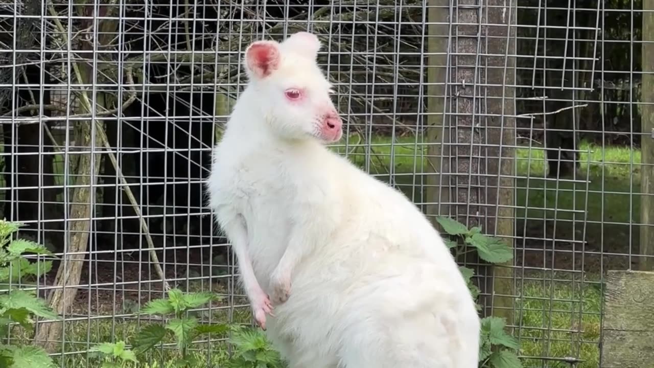 White kangaroo found