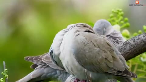 Pigeons and Doves of Australia. A Documentary. 4K Video Ultra HD