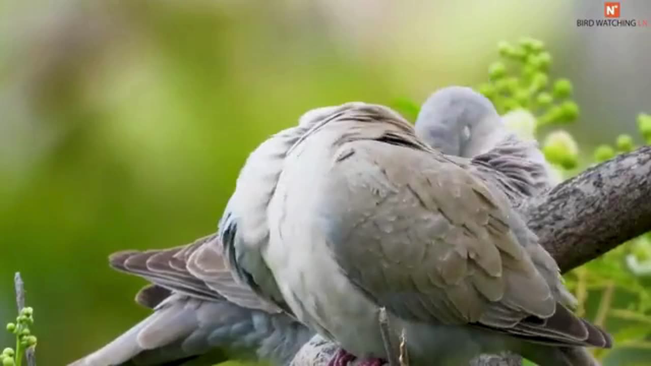 Pigeons and Doves of Australia. A Documentary. 4K Video Ultra HD