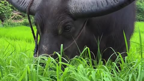 What kind of caw is it?