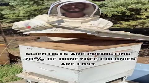 60-70% of all Bees in the US Have Died...and Nobody Knows Why