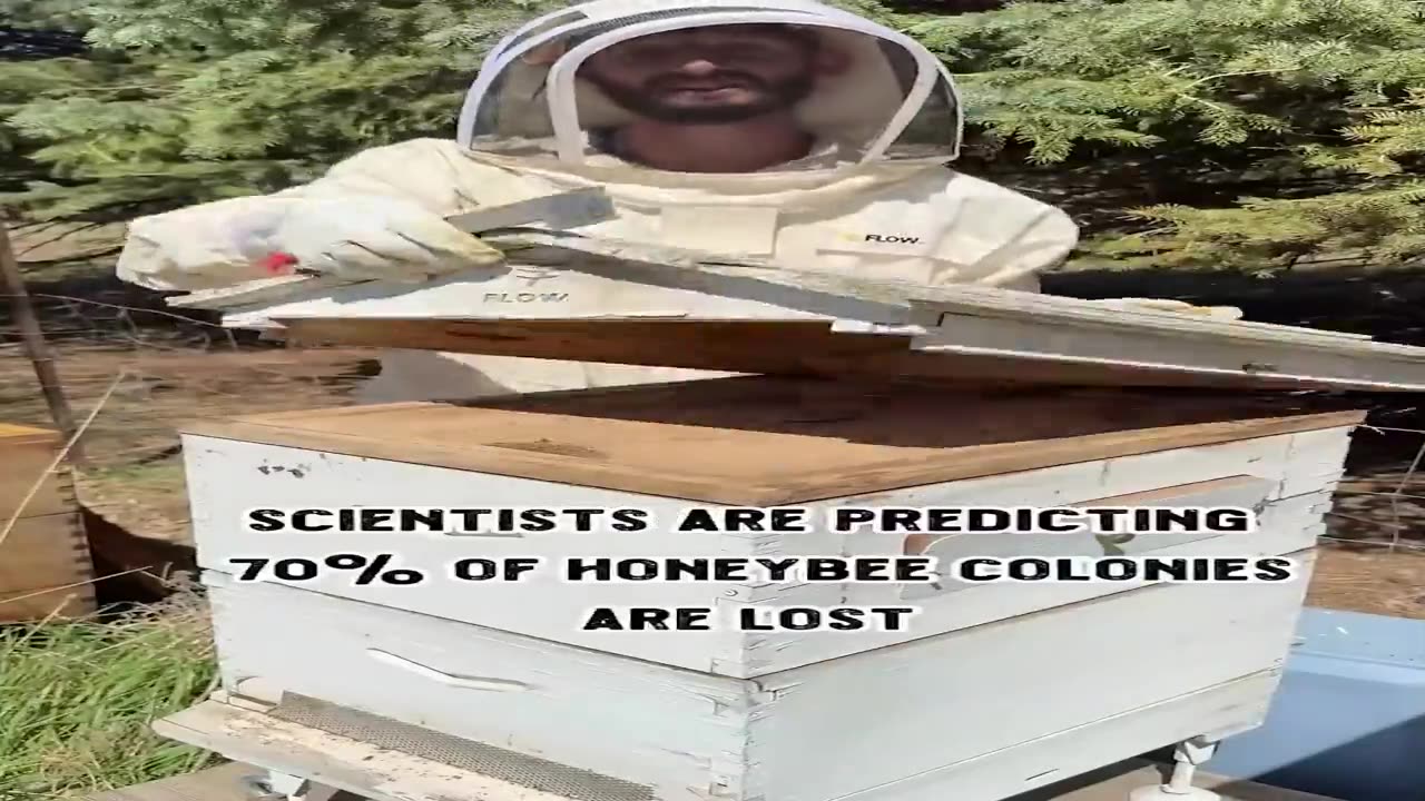 60-70% of all Bees in the US Have Died...and Nobody Knows Why