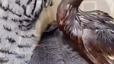 Funny video