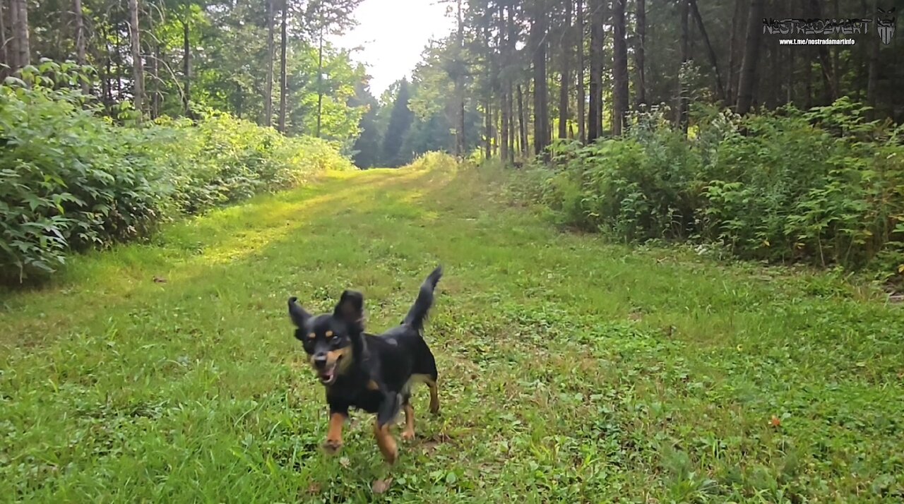 Intermède dans les bois avec Charlie, Choubie et Vinny