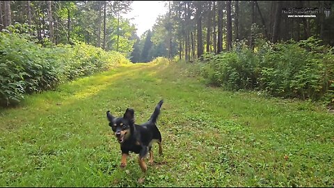 Intermède dans les bois avec Charlie, Choubie et Vinny