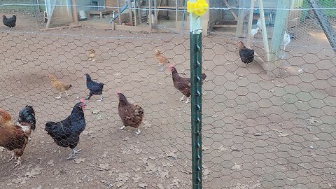 Chicken issues and Vine borders and a few smaller projects