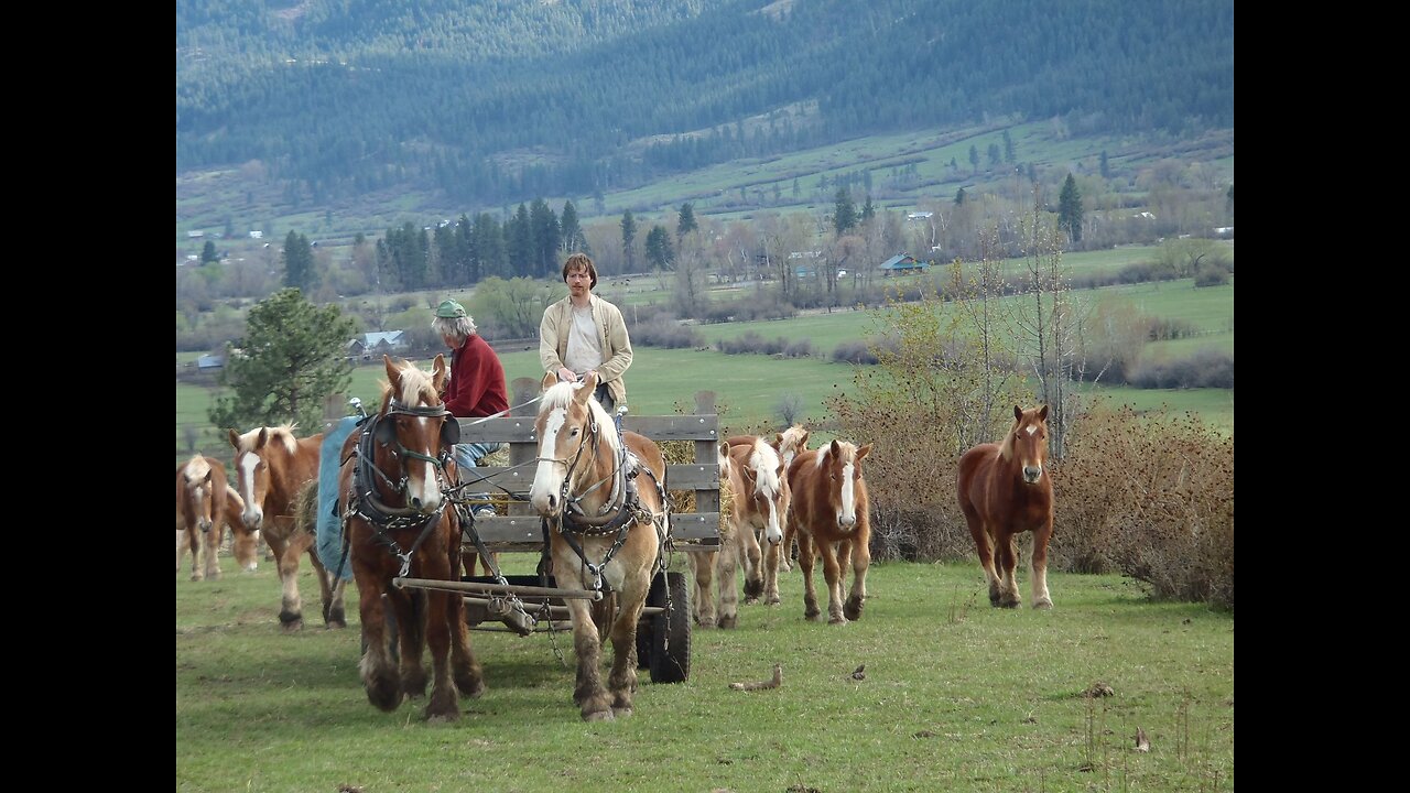 Mit Arbeitspferden in die Zukunft - Landwirtschaft auf dem Tannenhof