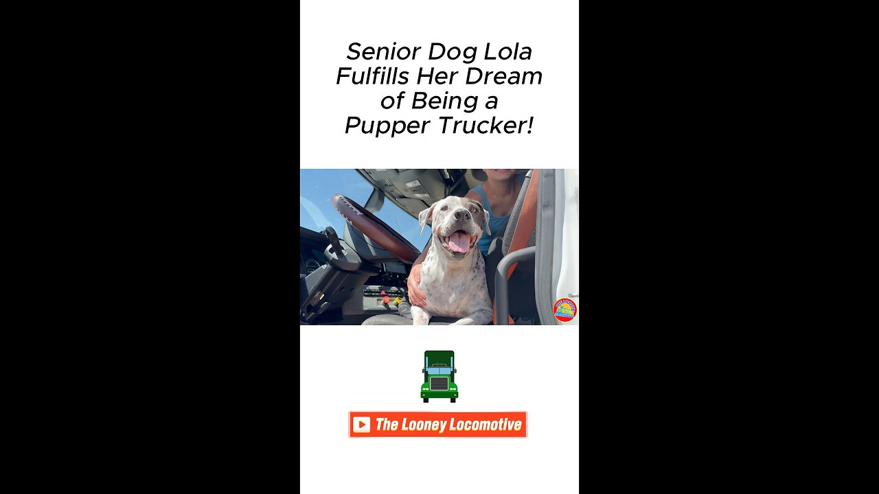 Senior Dog Lola Fulfills Her Trucking Dream! #shorts #trucking #seniordog #rescue