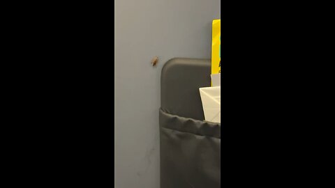 Spirit Roaches